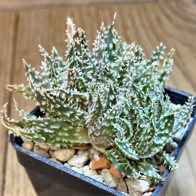 SH28216 Aloe hybrid f. cristata