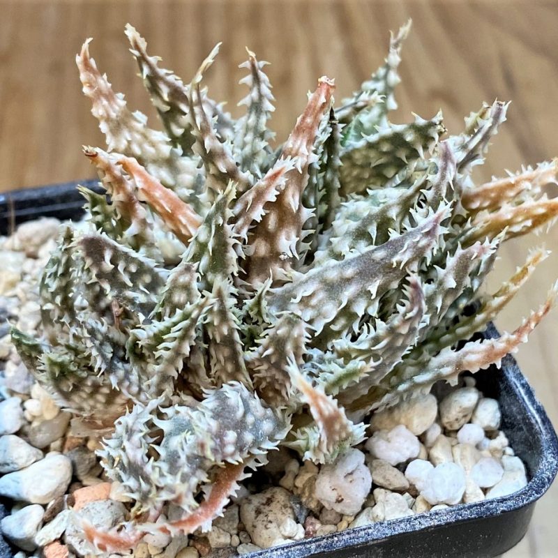 SH28217 Aloe hybrid f. cristata