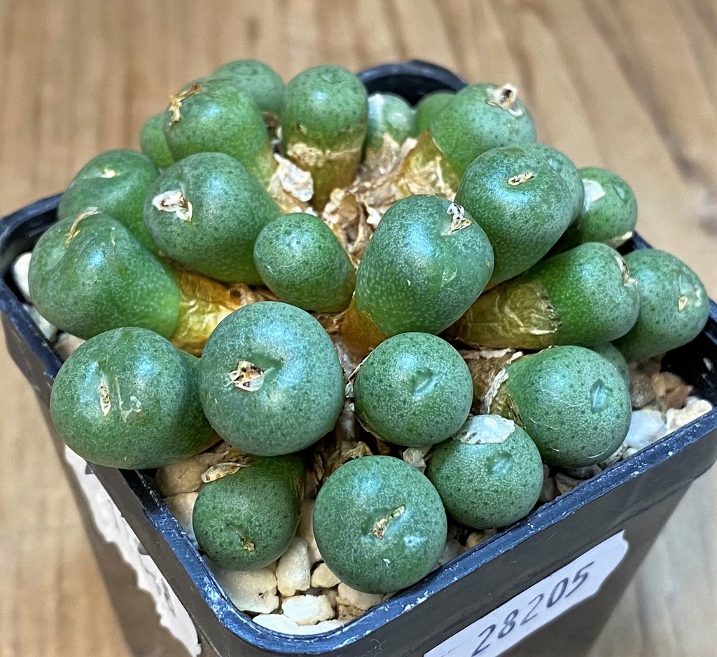 SH28205 Conophytum minutum LAV26670A - Image 2