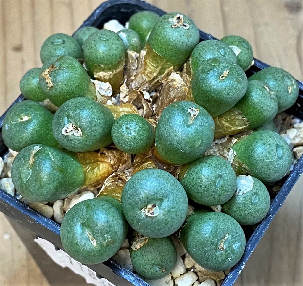 SH28205 Conophytum minutum LAV26670A - Image 3