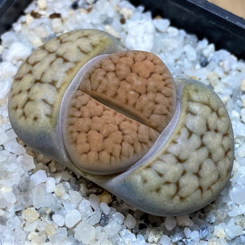 SH28211 Lithops karasmontana