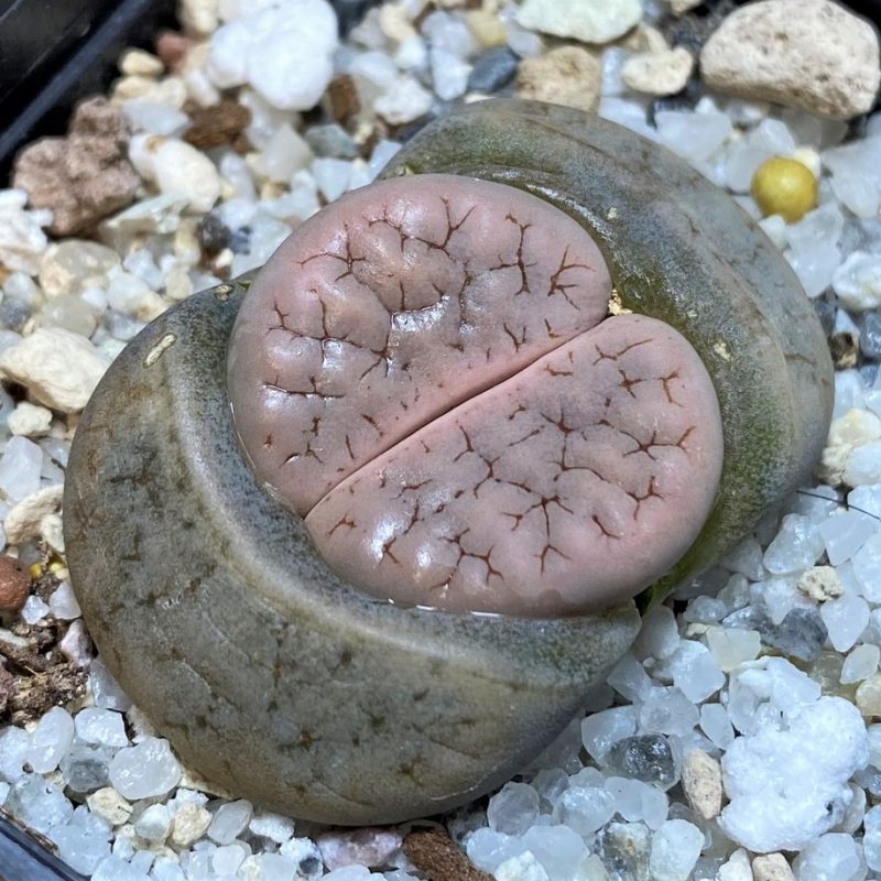 SH28212 Lithops gracilidelineata