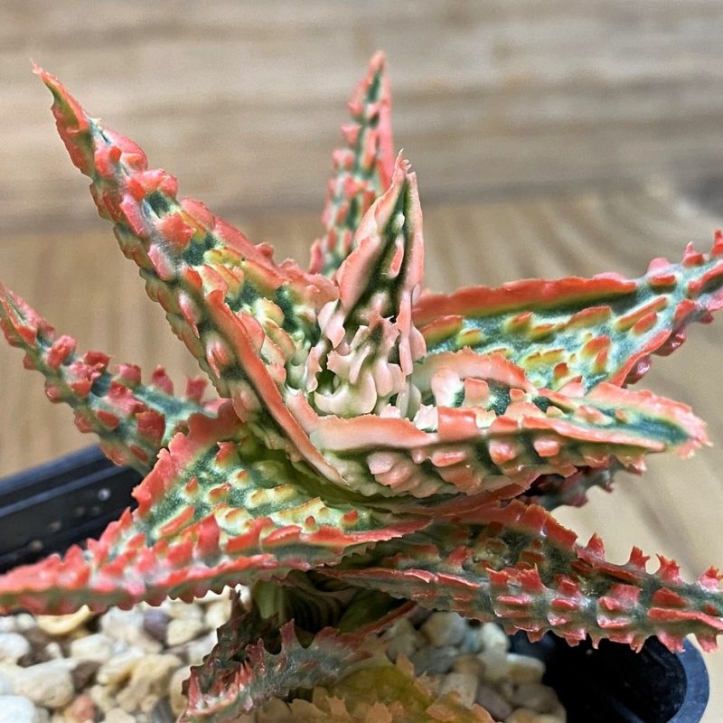 SH14706 Aloe TCT hybrid, seedling