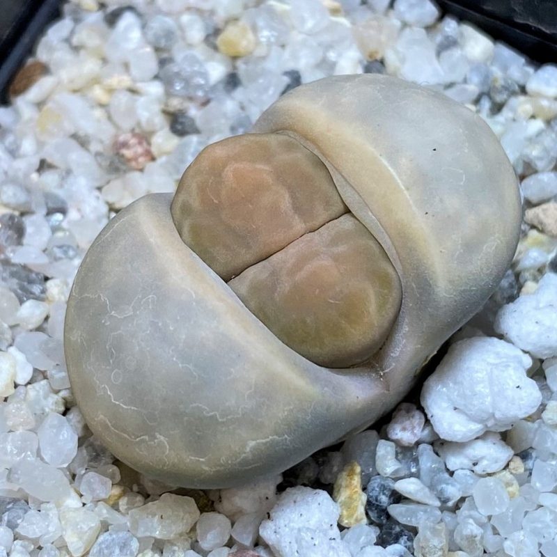 SH28214 Lithops karasmontana v. opalina