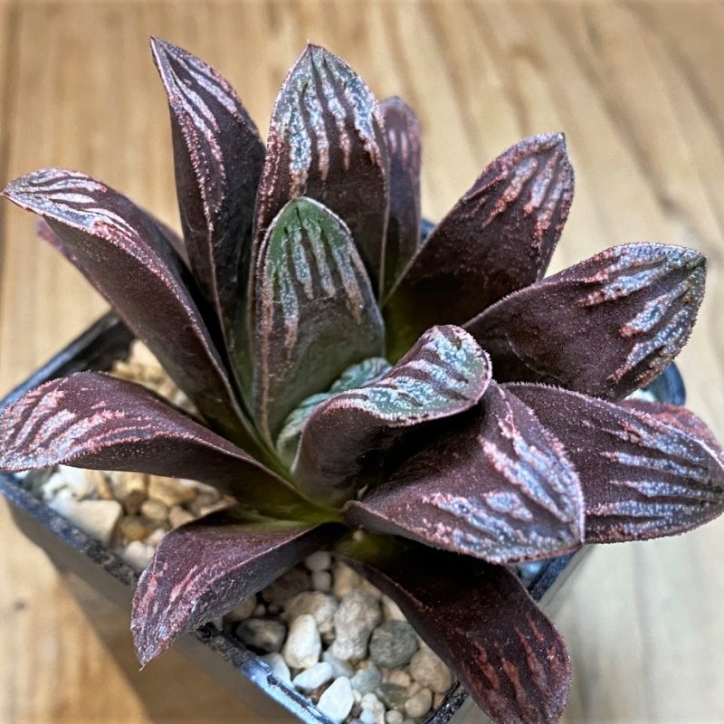 SH28221 Haworthia maughanii x splendens