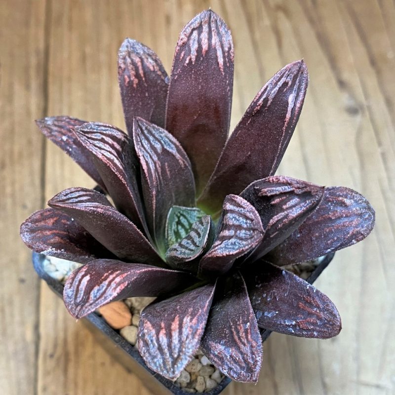 SH28222 Haworthia maughanii x splendens
