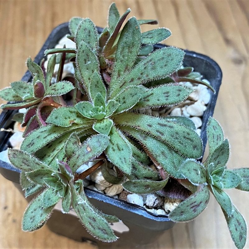 SH28223 Crassula exilis ssp. cooperi