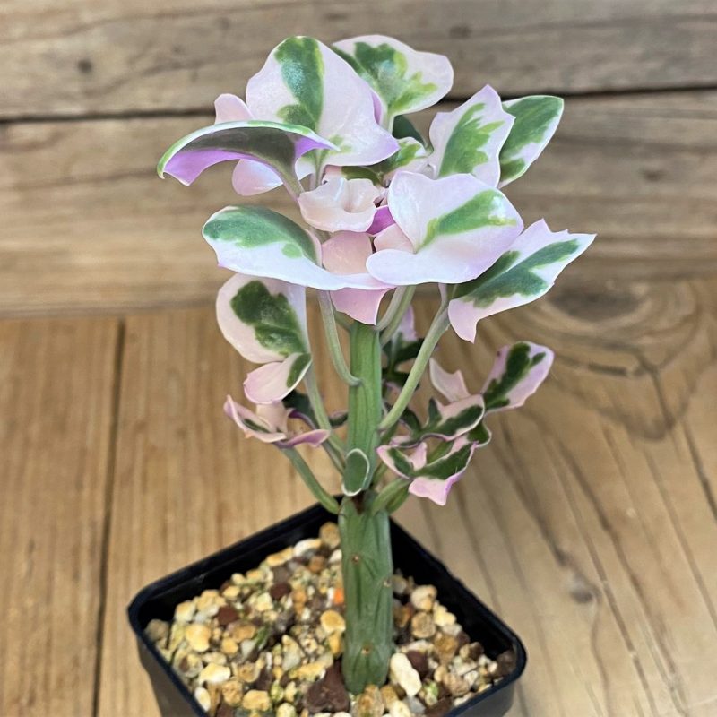 SH28224 Senecio articulatus f. variegata