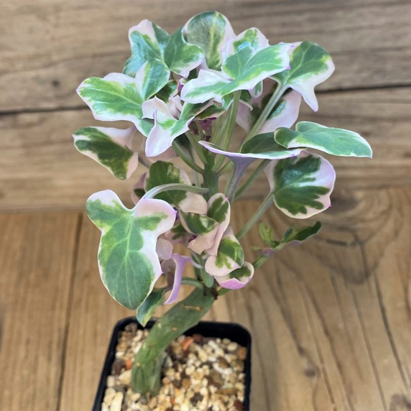 SH28226 Senecio articulatus f. variegata