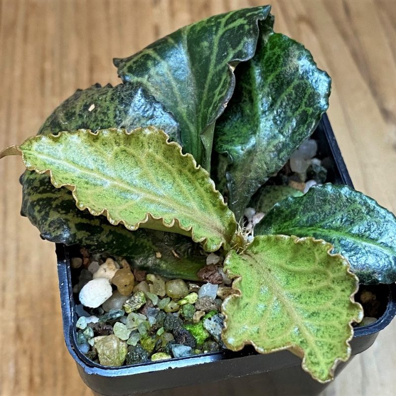 SH28228 Euphorbia francoisii hybrid