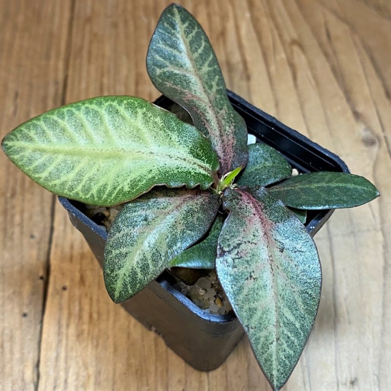 SH28229 Euphorbia francoisii hybrid