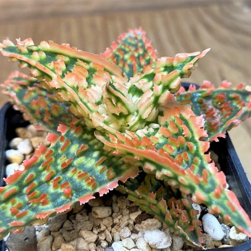 SH14257 Aloe TCT hybrid