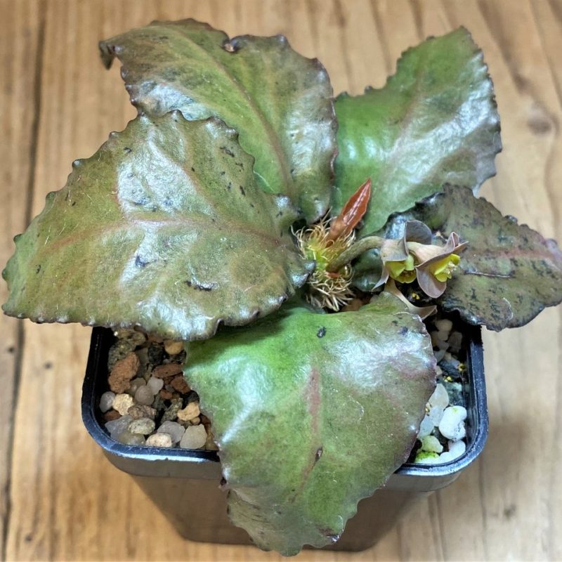 SH28230 Euphorbia francoisii hybrid