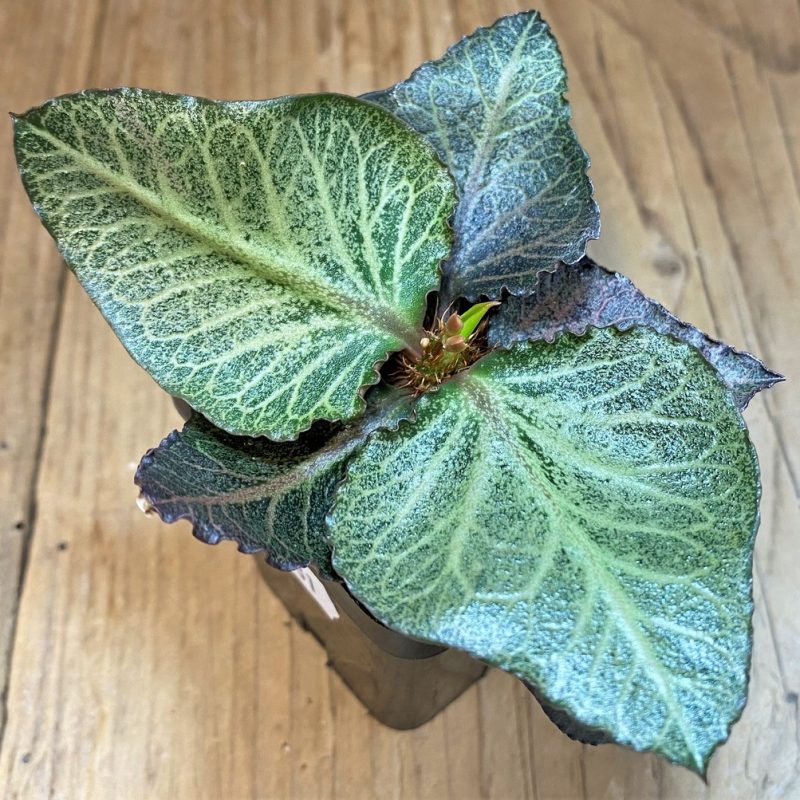 SH28231 Euphorbia francoisii hybrid