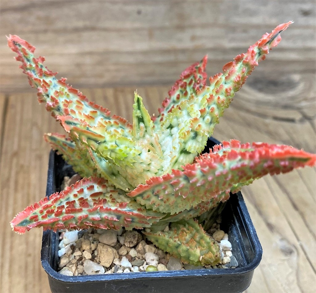 SH14203 Aloe TCT hybrid - Image 2