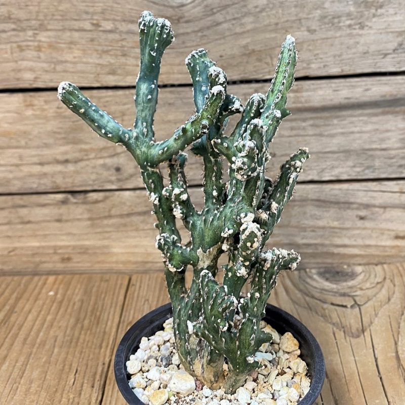 SH28233 Monvillea spegazzinii f. cristata