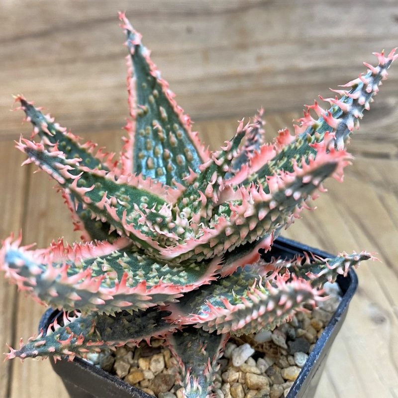 SH5108 Aloe TCT hybrid