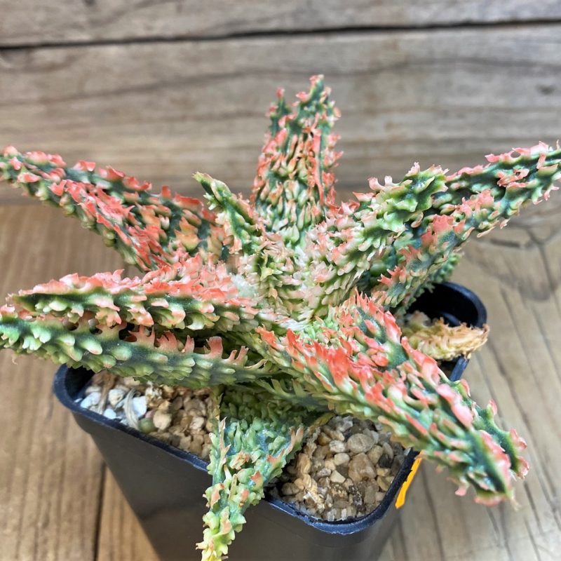 SH1670 Aloe TCT hybrid