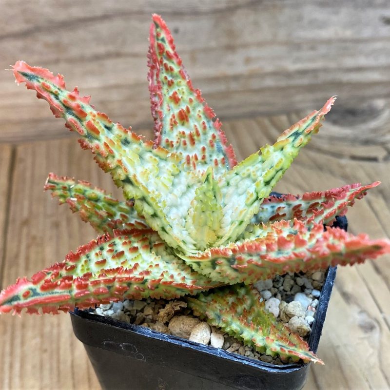 SH14203 Aloe TCT hybrid