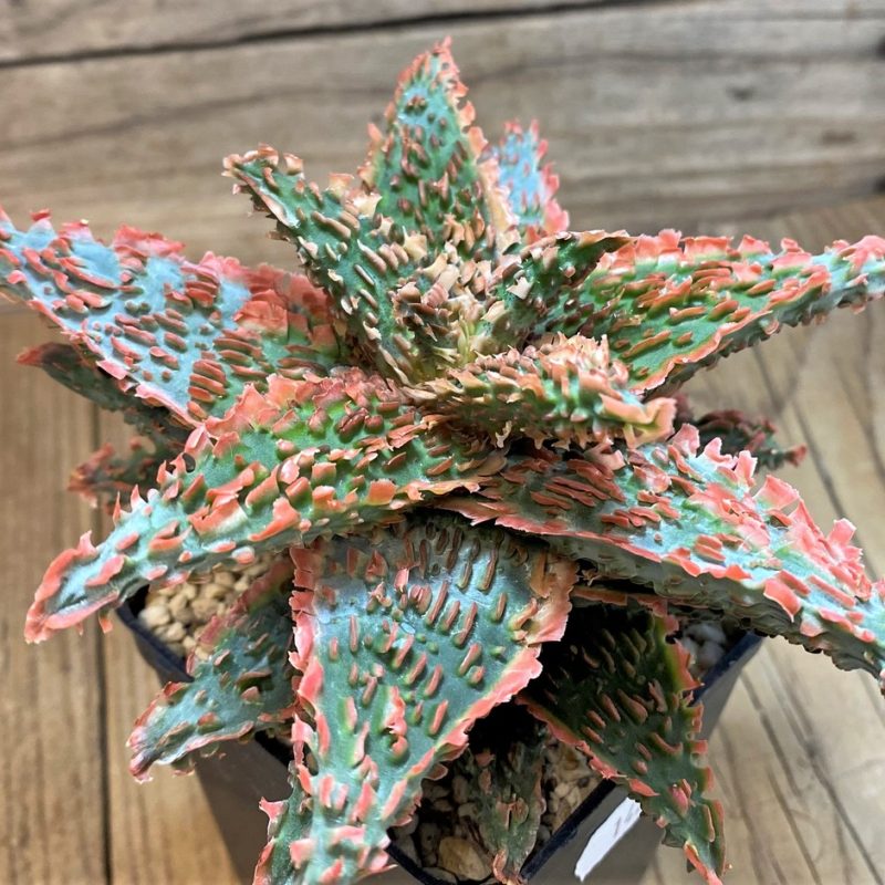 SH14236 Aloe TCT hybrid