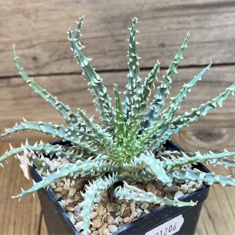 SH21206 Aloe humilis