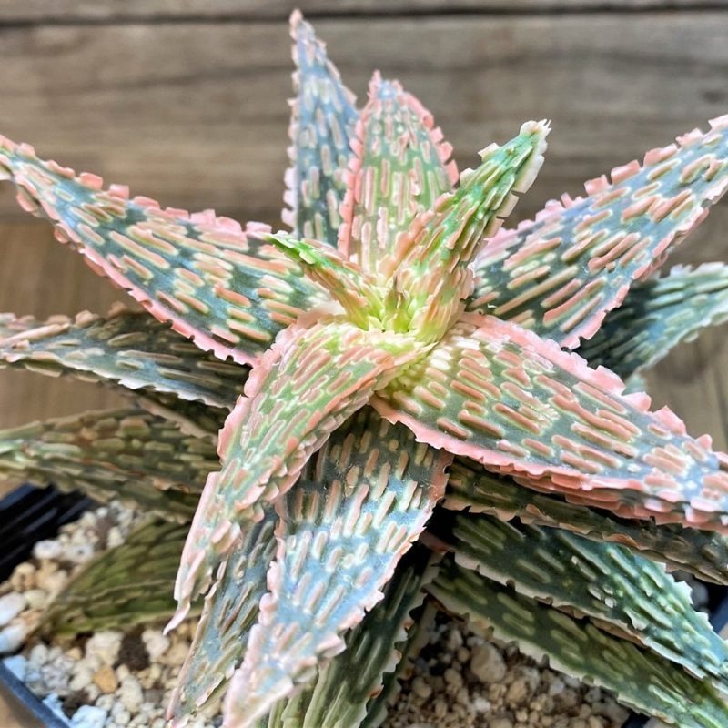 SH14685 Aloe TCT hybrid EN 54