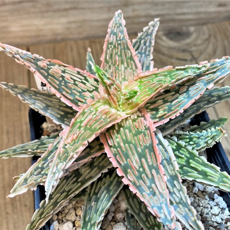 SH28194 Aloe TCT hybrid EN 54