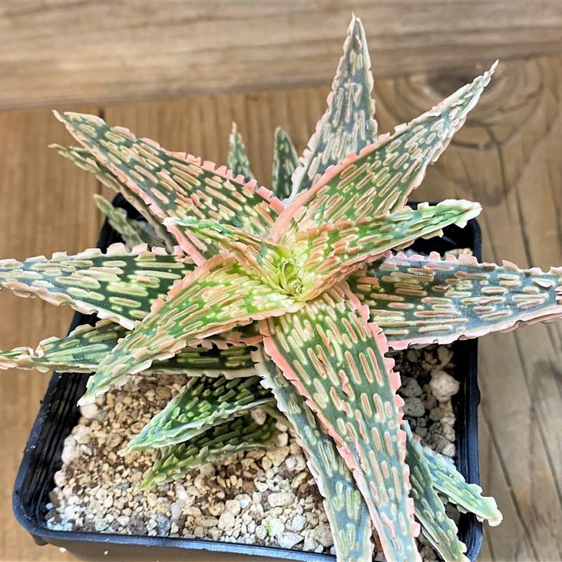SH28195 Aloe TCT hybrid EN 54