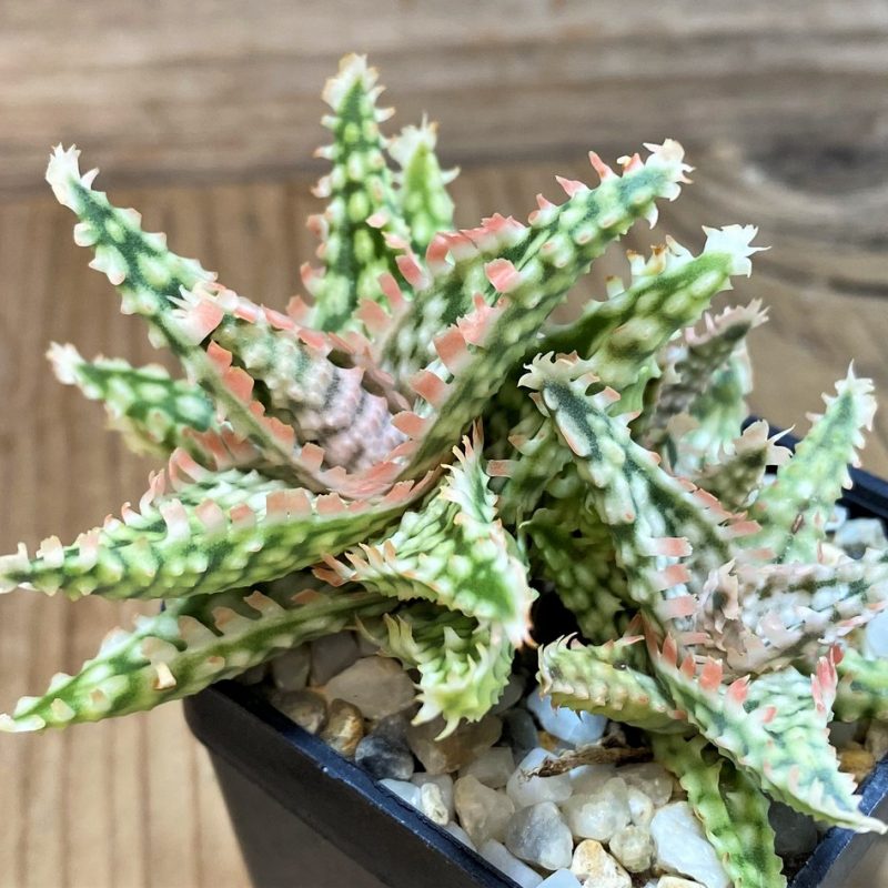 SH14219 Aloe hybrid TCT