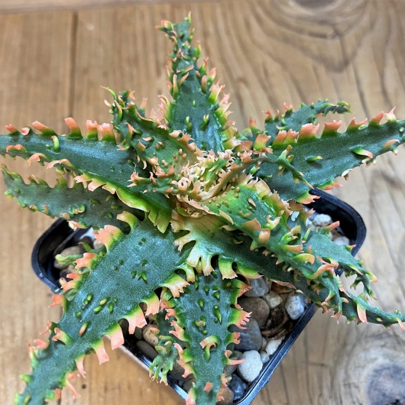 SH14238 Aloe TCT hybrid