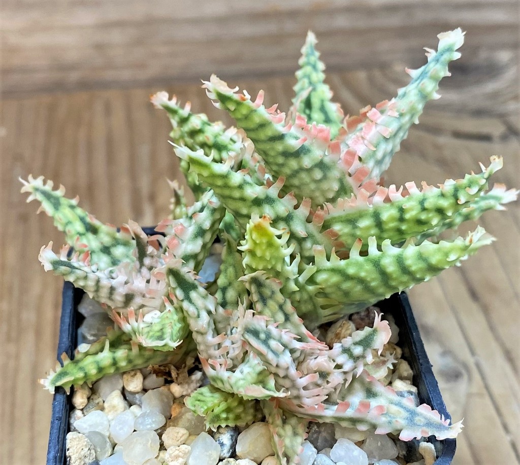 SH14219 Aloe hybrid TCT - Image 2