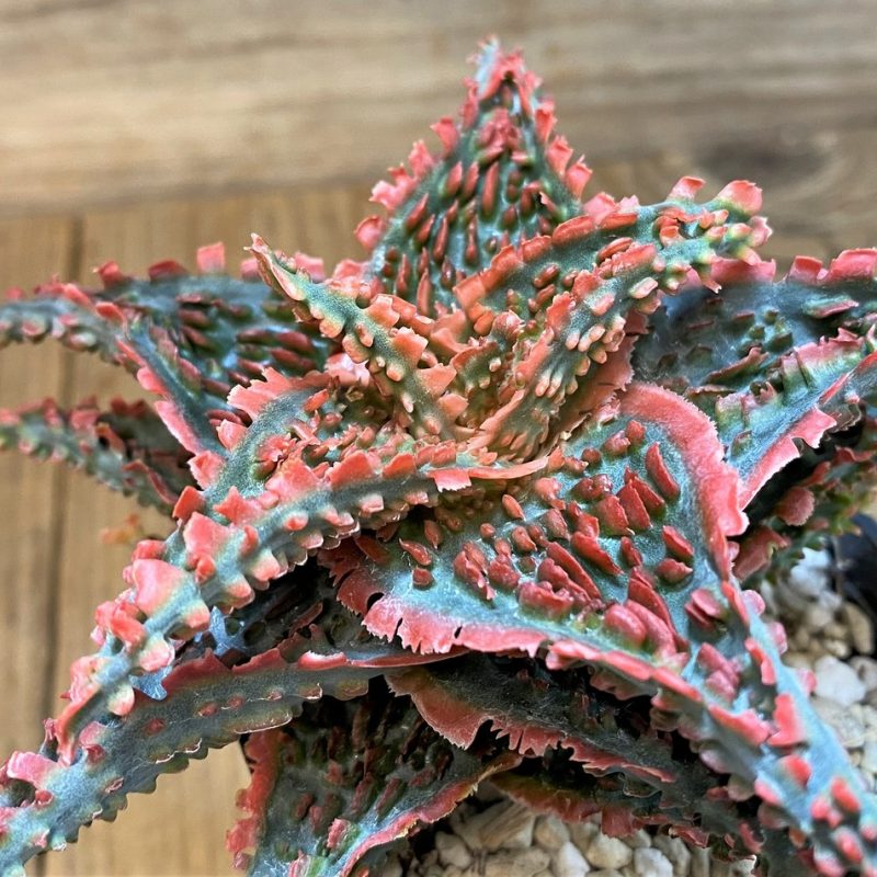 SH14235 Aloe TCT hybrid