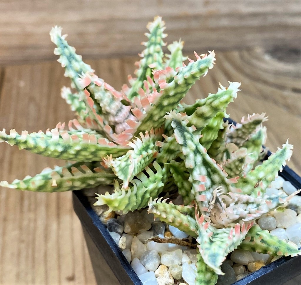 SH14219 Aloe hybrid TCT - Image 3