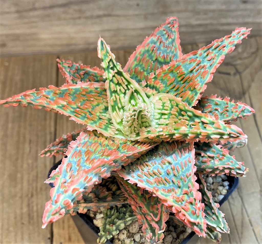 SH14256 Aloe TCT hybrid - Image 2