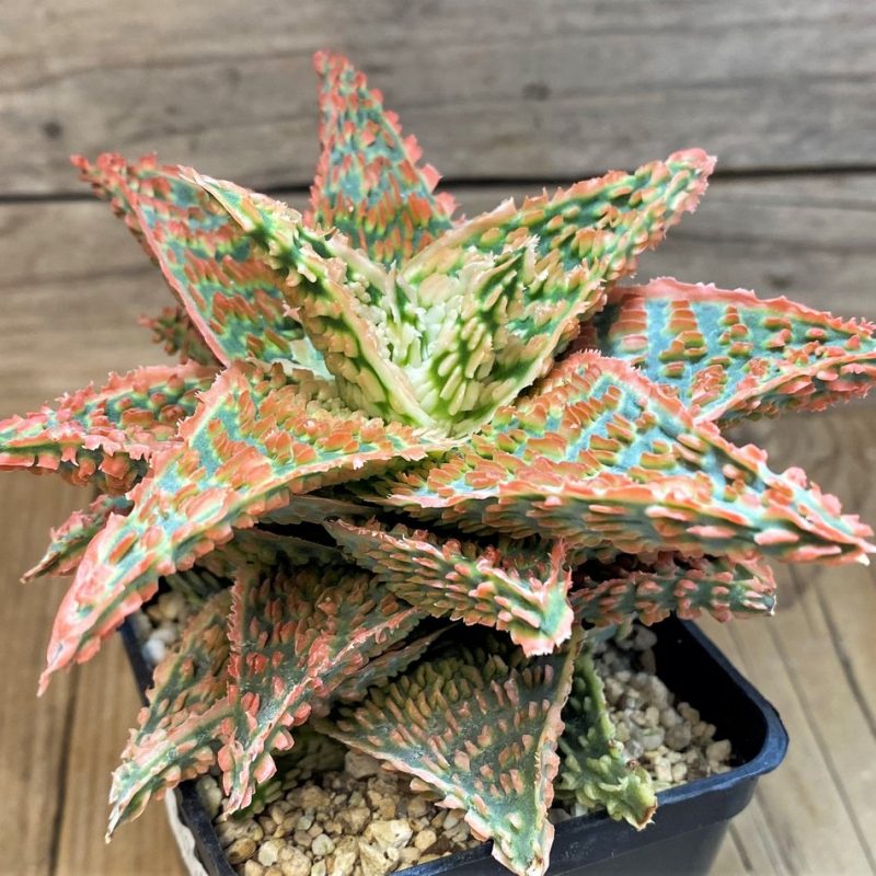SH14256 Aloe TCT hybrid