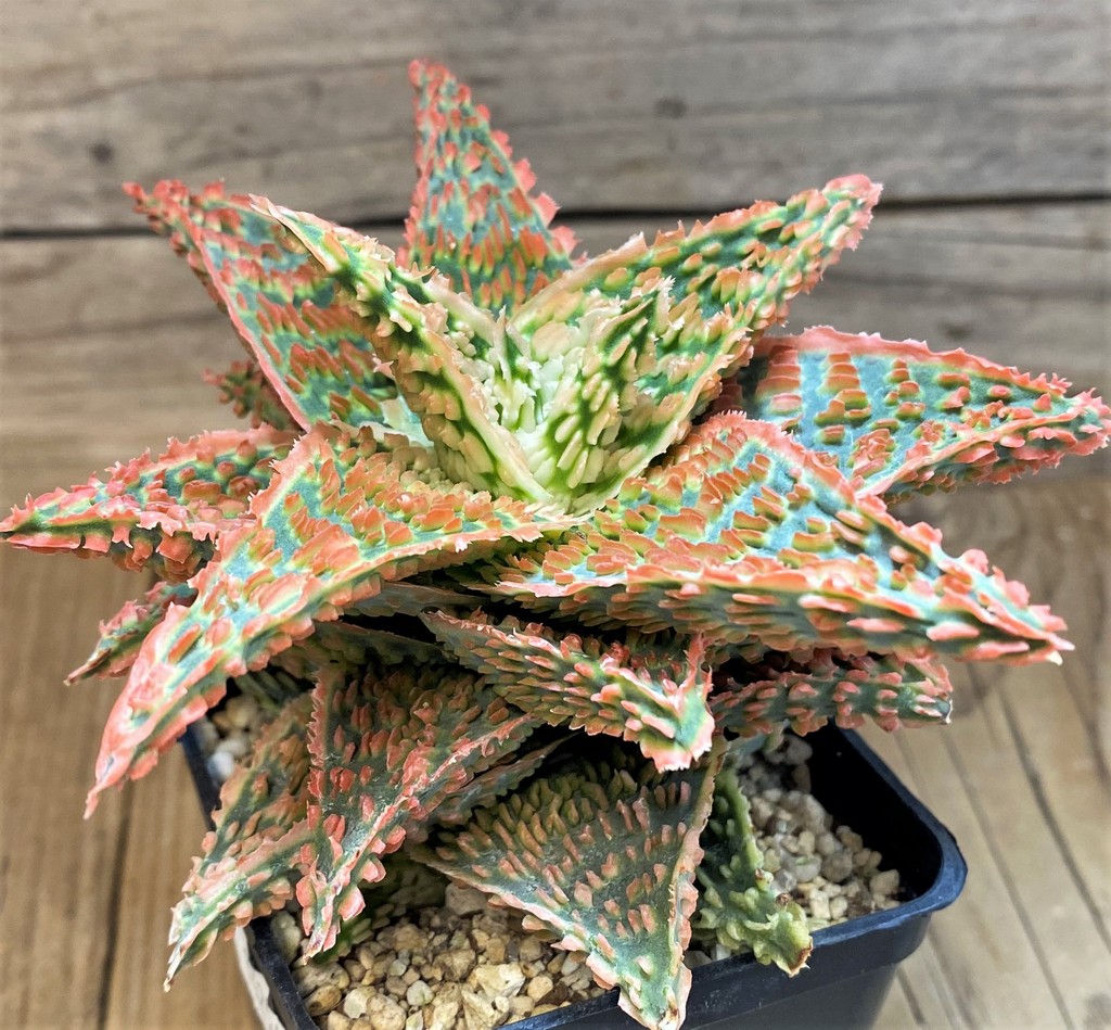 SH14256 Aloe TCT hybrid