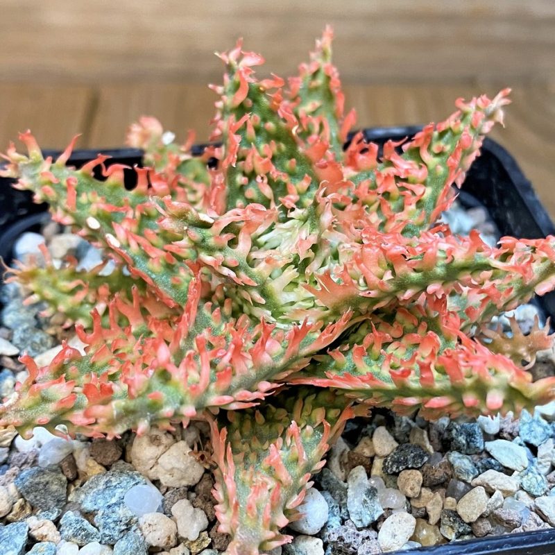 SH23368 Aloe TCT hybrid