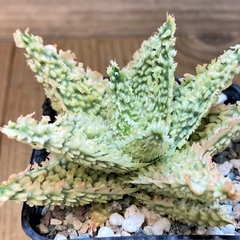 SH23367 Aloe TCT hybrid