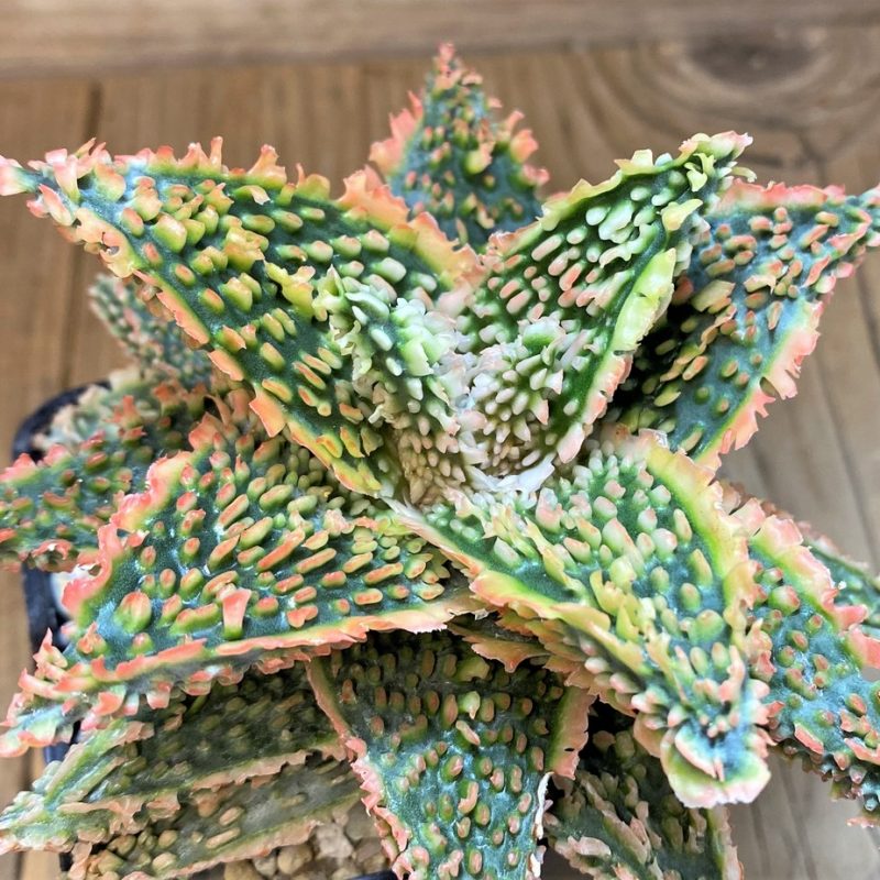 SH1675 Aloe TCT hybrid