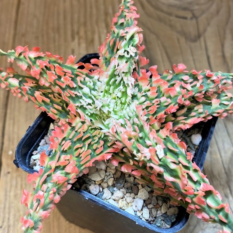 SH23713 Aloe TCT hybrid