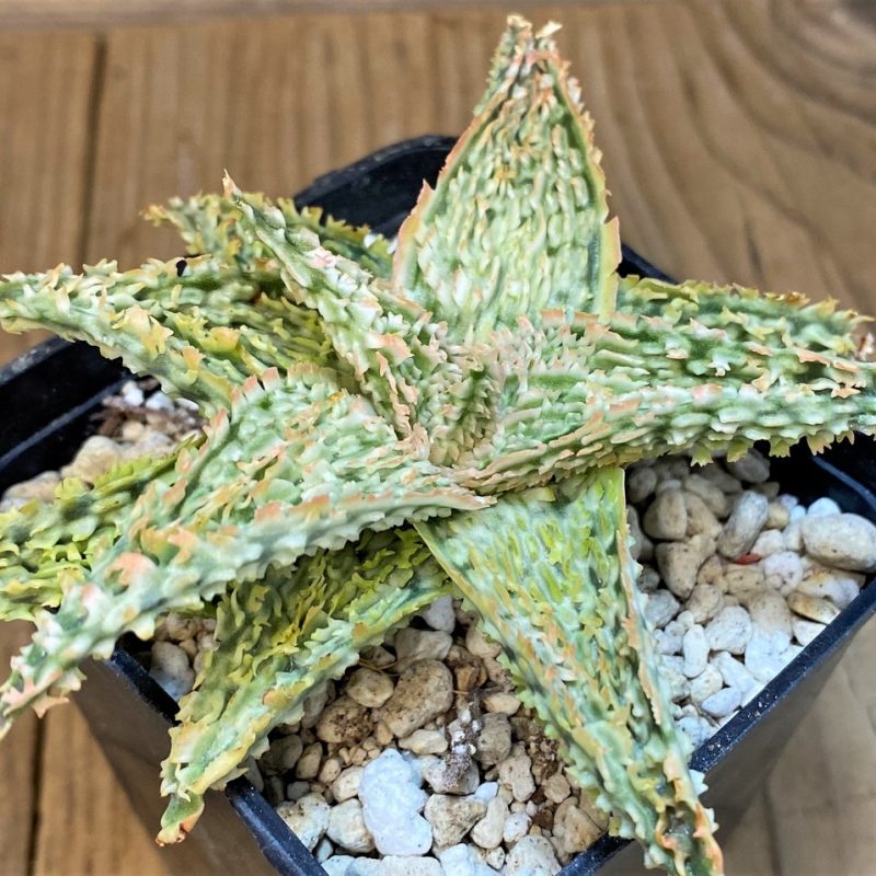 SH1671 Aloe TCT hybrid