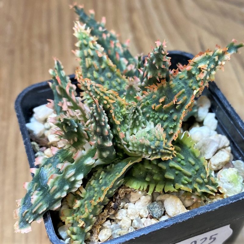 SH26025 Aloe TCT hybrid