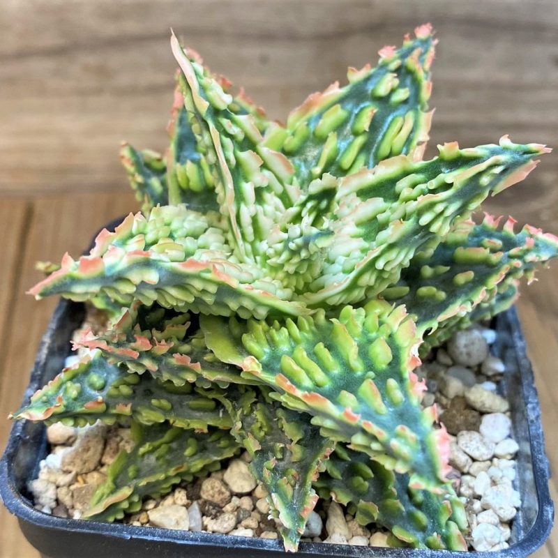 SH28203 Aloe TCT hybrid