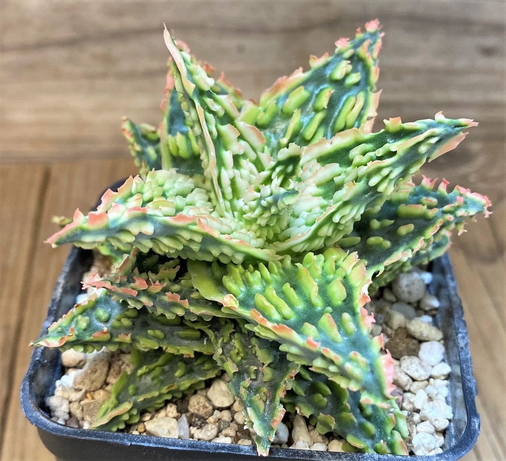 SH28203 Aloe TCT hybrid