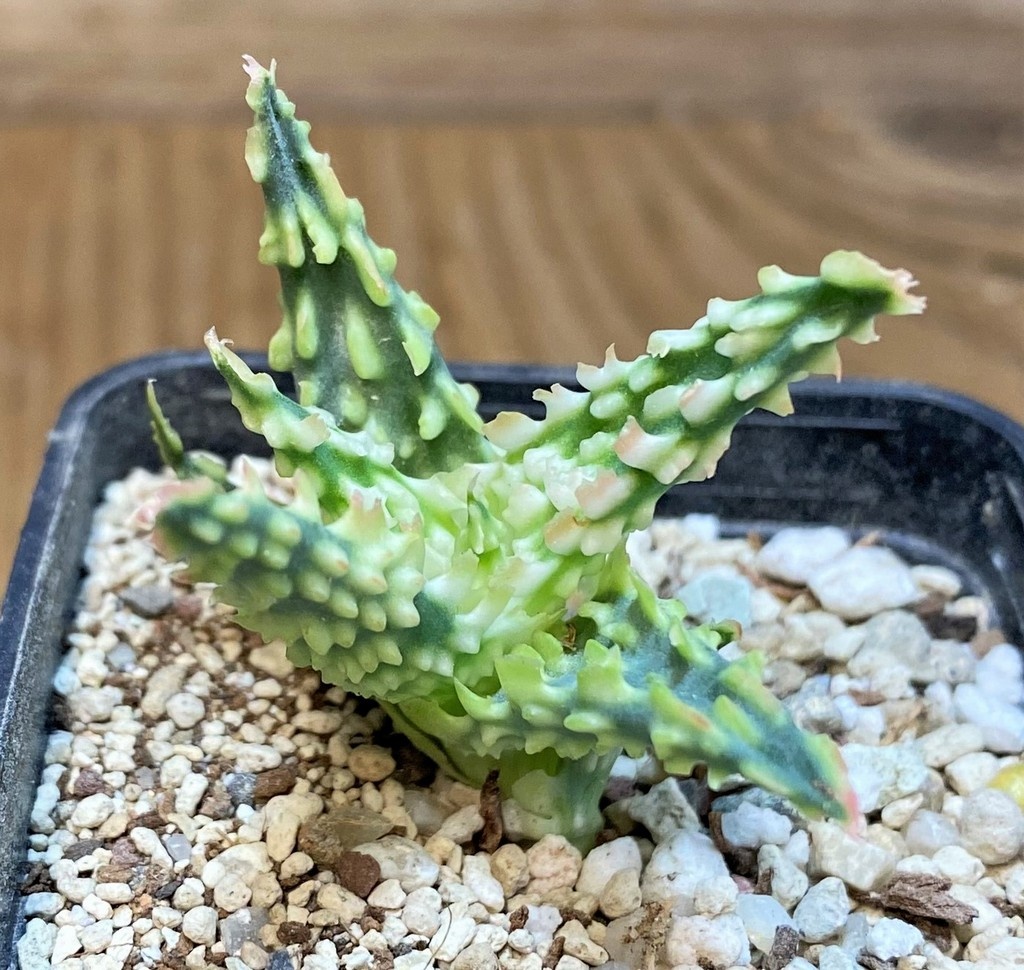 SH28202 Aloe TCT hybrid - Image 2