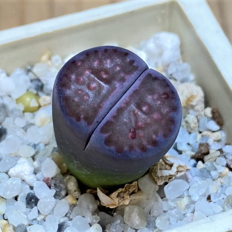 SH28418 Lithops salicola 'Sato's Violet' hybrid