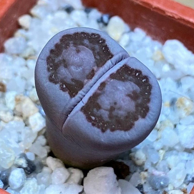 SH28419 Lithops salicola 'Sato's Violet' hybrid