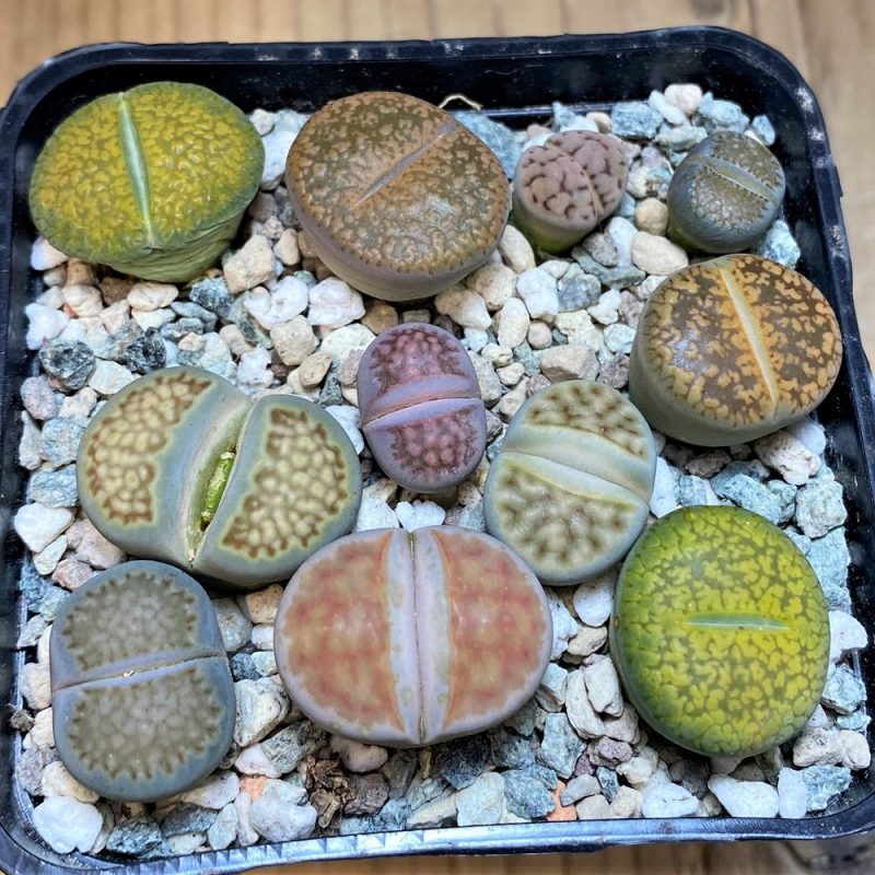 SH28420 Lithops mix