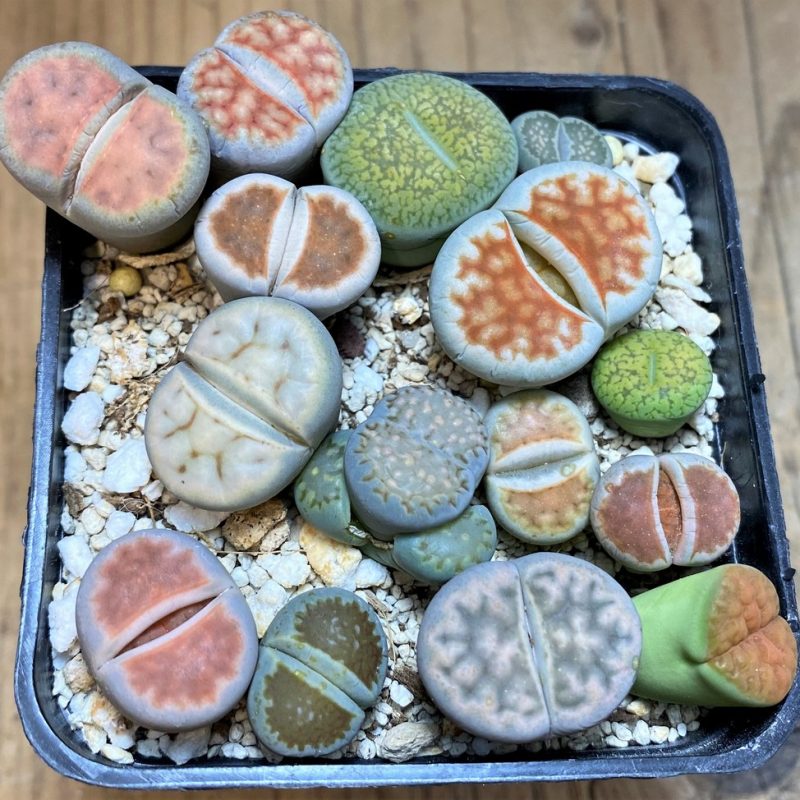 SH28421 Lithops mix