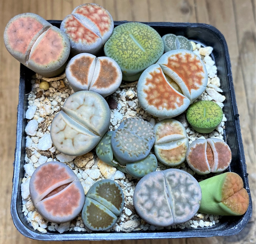 SH28421 Lithops mix